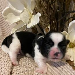 Boy 1 - Black and white male Shih Tzu puppy in Lexington, North Carolina from SCS Shih Tzus