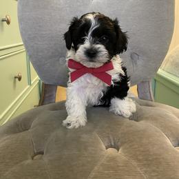 Havanese and Havapoo Puppies from Ladypawspuppies