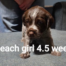 Wirehaired Pointing Griffon Puppies from Big Blue Barn