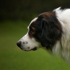 Tornjaks from Tornjak Kennel "Od Dinare"