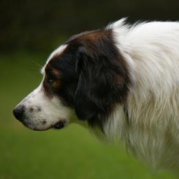 Tornjaks from Tornjak Kennel "Od Dinare"