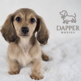 Churro - Cream Dachshund puppy in Zephyrhills, Florida from Dapper Doxies