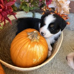 Daizy - Black tri female Miniature American Shepherd puppy in Troy, Ohio from Wiggle Wags Miniature American Shepherds