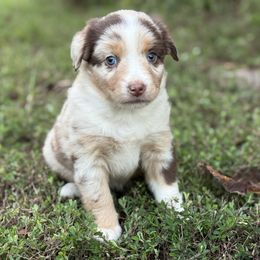 Meadow - Red merle female Miniature Australian Shepherd puppy in Natural Dam, Arkansas from Natural State Aussies