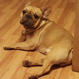 French Bulldogs and Pugs from Janice's French Bulldogs & Pugs