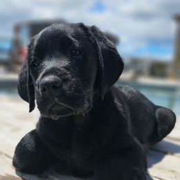 Labrador Retriever Puppies from Eternity Labradors