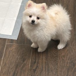 Moon - Cream parti female Pomeranian puppy in Mc Farland, California from O.M.G_POMS
