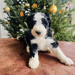 Whiskey - Black and white male Aussiedoodle puppy in Strasburg, Pennsylvania from Still Water Puppies