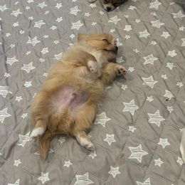 Chihuahua Puppies from Blissful’s Chihuahuas