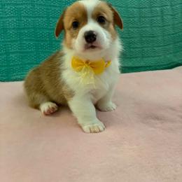 Fanta - Red female Pembroke Welsh Corgi puppy in Saint George, South Carolina from Carolina cotton candy corgis