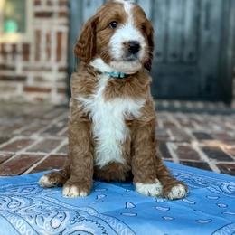 Light blue (Pearson) - Red  male Goldendoodle puppy in Celina, Texas from Kennedy Doodles