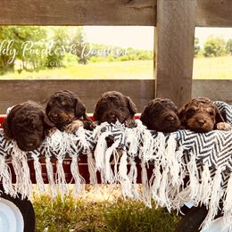 Goldendoodles and Labradoodles from Reddy Poodles & Doodles