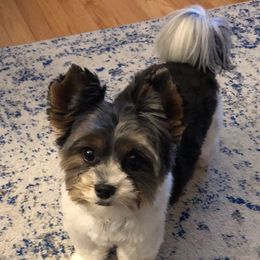 Yorkshire Terrier Puppies from Wild Azalea Yorkies on FB