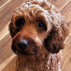 Pebbles - Irish Doodle