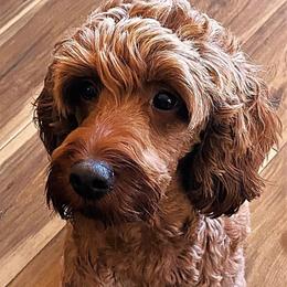 Pebbles - Irish Doodle