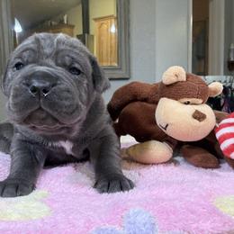 Princess Petunia - Gray female Cane Corso puppy in Dunnellon, Florida from High Royal Kennel