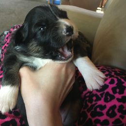 Australian Shepherd and Collie Puppies from Nicara kennel