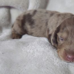 RHYSAND - Dapple male Dachshund puppy in Citra, Florida from My Loyal Treasures