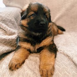 German Shepherd Puppies from Alte-Nordstaat Shepherds