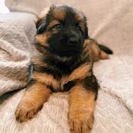 German Shepherd Puppies from Alte-Nordstaat Shepherds