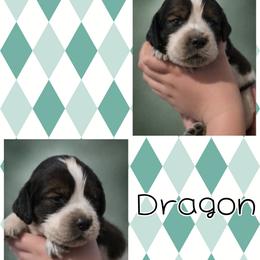 Dragon - Tri-Roan male English Springer Spaniel puppy in Florida from Thunderbird Springers