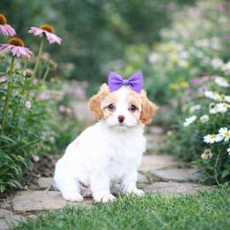 Bella - White female Cavapoo puppy in Ormond Beach, Florida from Florida Coast Doodles