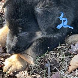 Finn - Black and tan male German Shepherd puppy in Stanardsville, Virginia from Majestic K9 LLC