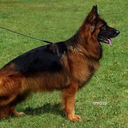 Finny - German Shepherd