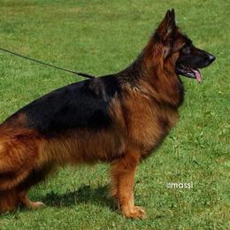 Finny - German Shepherd