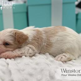 Winston - Parti male Yorkshire Terrier puppy in Scottsdale, Arizona from Lil Luxe Pups