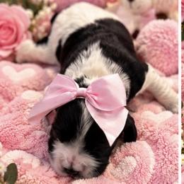 Cocker Spaniel Puppies from Irish’s lucky cockers