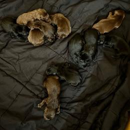 Boy 4 - Chocolate male Labrador Retriever puppy in Jacksboro, Texas from J and D Retrievers