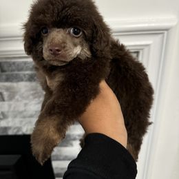 Anna - Phantom female Poodle puppy in Lathrop, California from Stellar Poodles