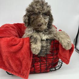 Rudolph - Merle male Cavapoo puppy in Austin, Texas from Doodles of Central Texas