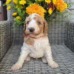 Macchiato (orange collar) - Parti male Poodle puppy in Plainfield, New Jersey from Caris Paws Poodles and Labradoodles
