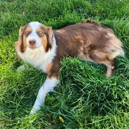 Missy - Australian Shepherd