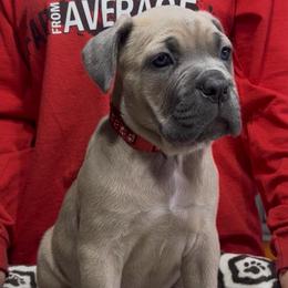 Red collar - Fawn female Cane Corso puppy in Clewiston, Florida from Far From Average Kennels