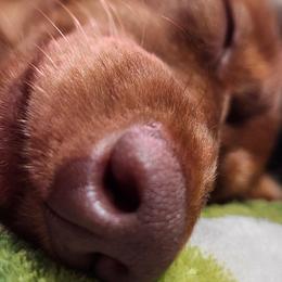 Dachshunds from Walker Ranch Danes & Dachshunds