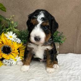 PepperJack - Tri-color male Bernedoodle puppy in Seymour, Missouri from D and D’s Dandy Doodles