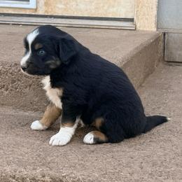 Jig - Black tri male Miniature Australian Shepherd puppy in Lakeport, California from Akins Aussies/Wild Rose Ranch