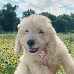 Aussiedoodle and Goldendoodle Puppies from Saddle Hill Farms