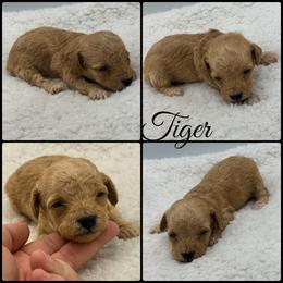 Tiger - Red  male Poodle puppy in Wheatland, California from Sapphire Ridge Poodles