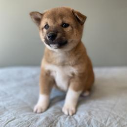 Poppy - Red female Shiba Inu puppy in Monett, Missouri from Happy Tails Shiba Inus