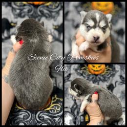 Flit - Blue female Pomsky puppy in Rossville, Georgia from Scenic City Pomskies