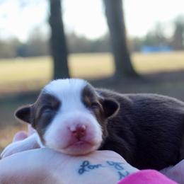 Melody - Red tri-color female Australian Shepherd puppy in Star City, Arkansas from Circle P Farm Australian Shepherds