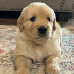 Hope - Light golden female Golden Retriever puppy in Doniphan, Missouri from Stockford’s Golden Retrievers