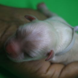 Girl 2 - female Morkie puppy in Eastpointe, Michigan from YorkiesPawsLife