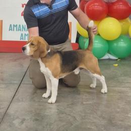 Loki - Beagle