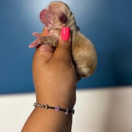 Boy 2 - Cream and white male Shih Tzu puppy in Roseville, Michigan from Diamond Paws LLC