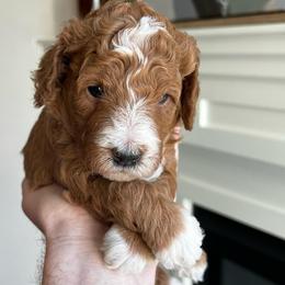 Smokey. Has his own genetic test through Animal Genetics - Red  male Goldendoodle puppy in St. George, Utah from Dashing Doodle Pups